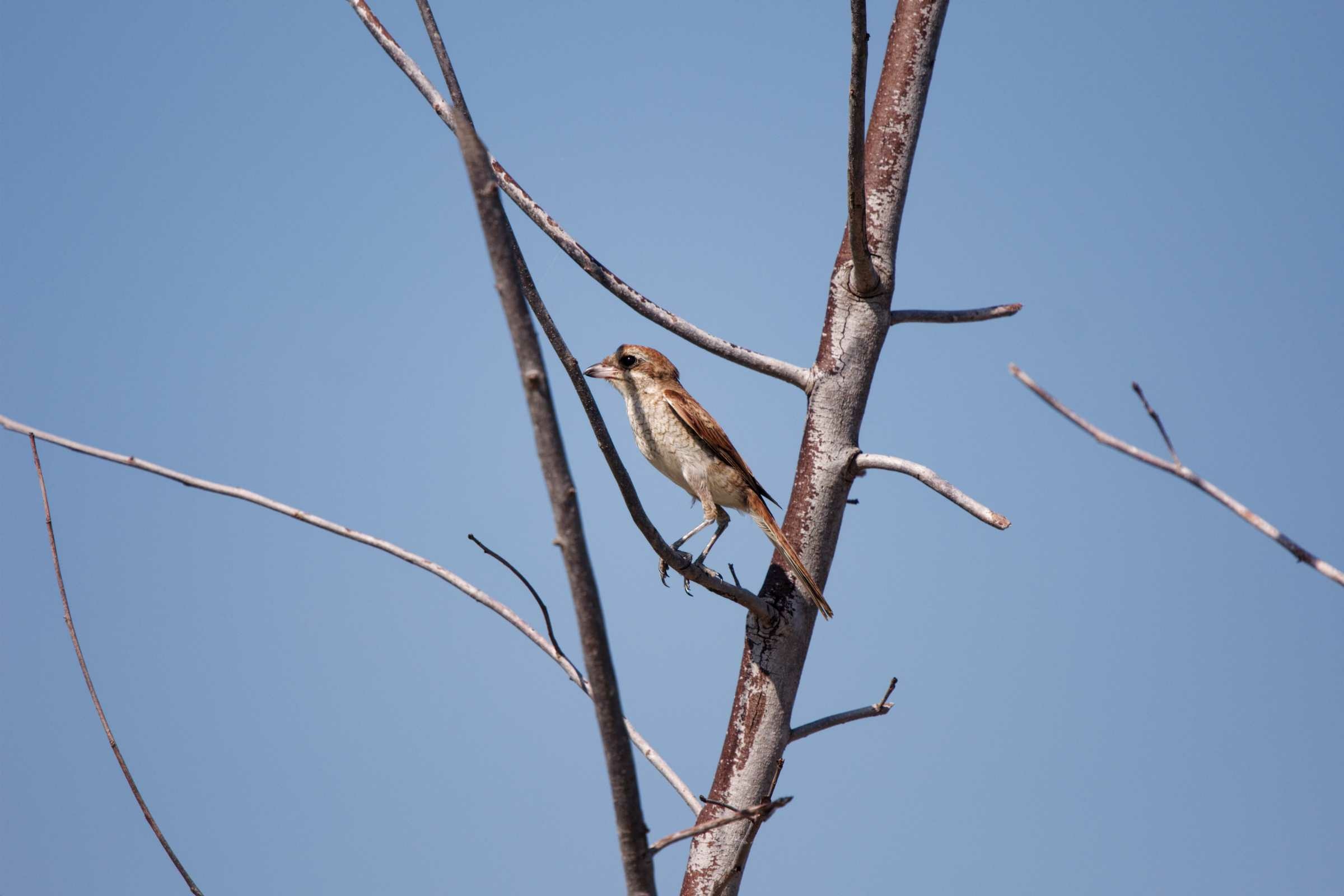 1124 紅背伯勞 1124 紅背伯勞