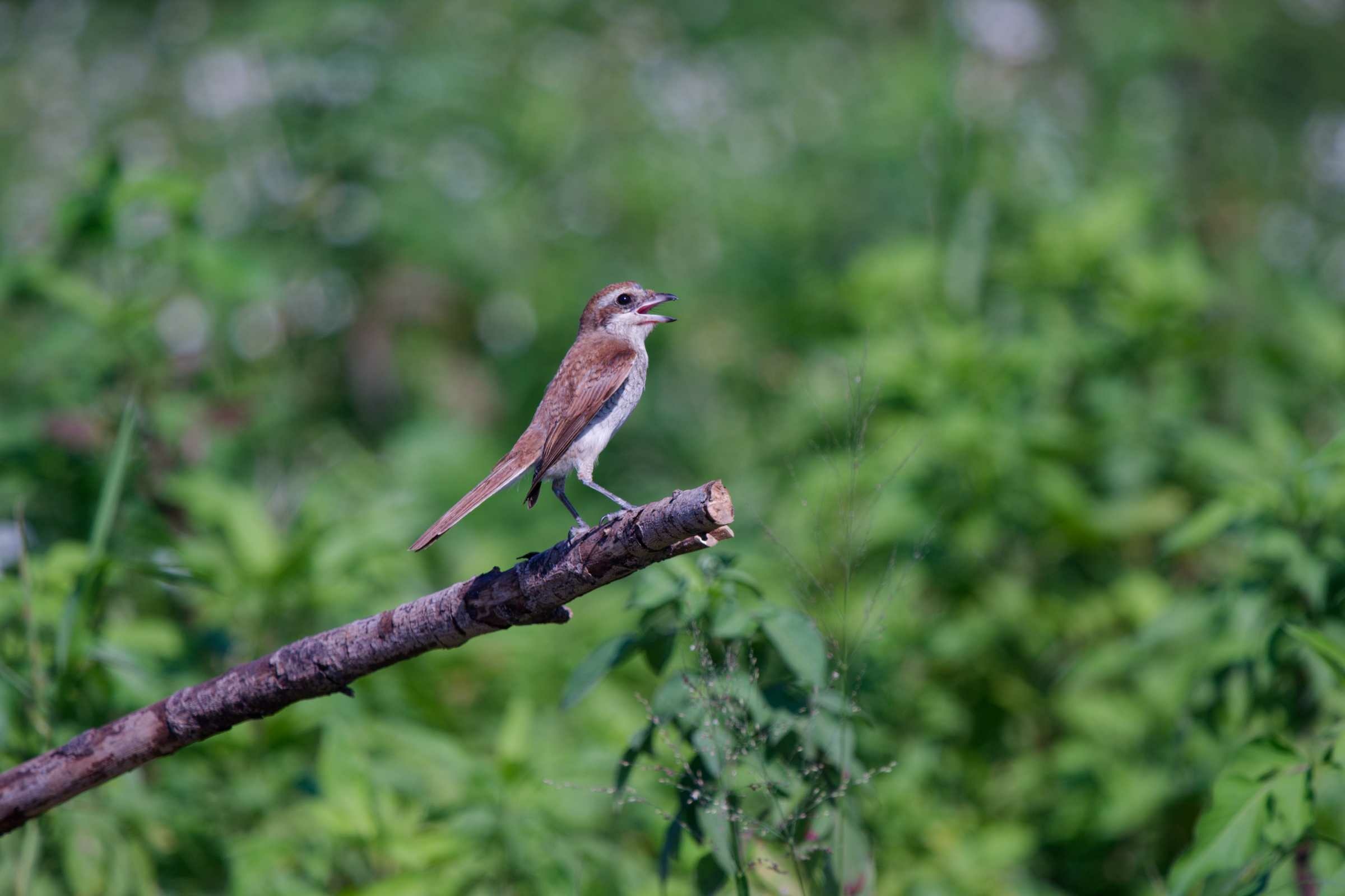 1124 紅背伯勞 1124 紅背伯勞