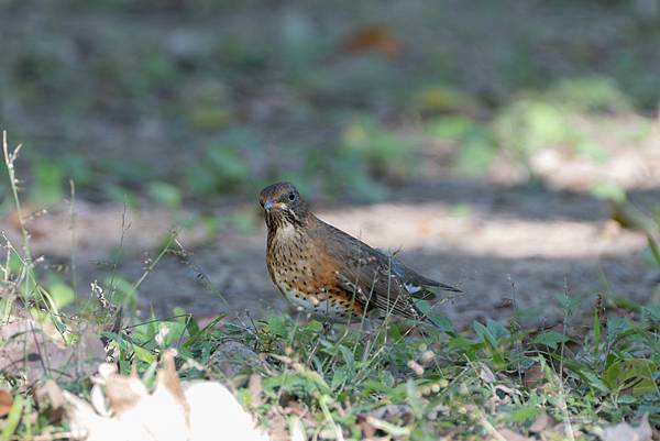 1202 大安鶇鶇 1202 大安鶇鶇