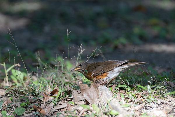 1202 大安鶇鶇 1202 大安鶇鶇