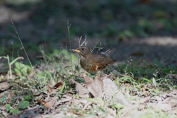 1202 大安鶇鶇 1202 大安鶇鶇