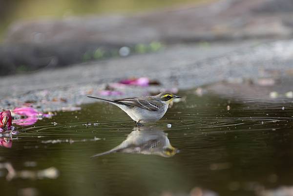 0107 淡水23公園 0107 淡水23公園