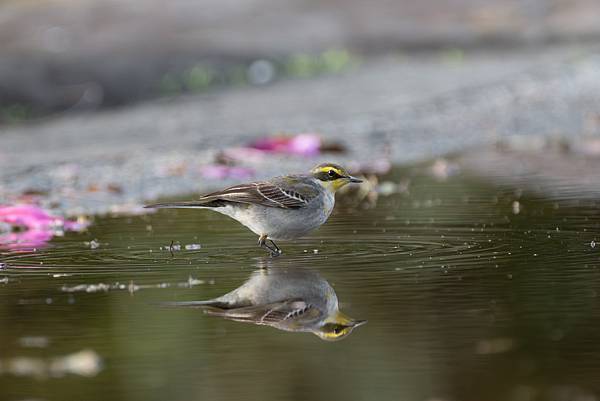 0107 淡水23公園 0107 淡水23公園