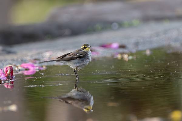 0107 淡水23公園 0107 淡水23公園