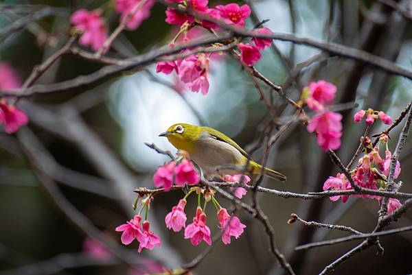 0303櫻花綠繡眼 0303櫻花綠繡眼