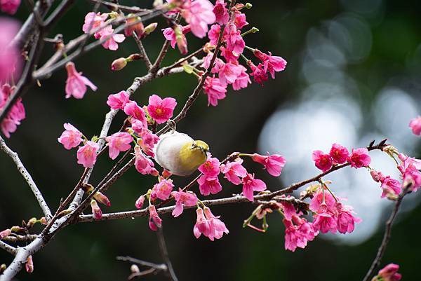 0303櫻花綠繡眼 0303櫻花綠繡眼
