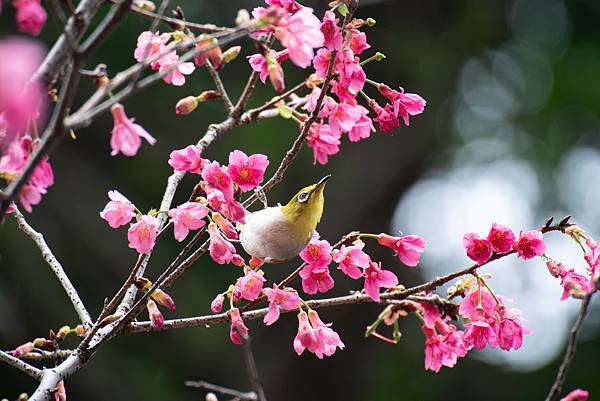 0303櫻花綠繡眼