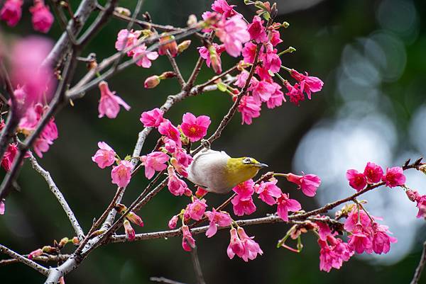 0303櫻花綠繡眼 0303櫻花綠繡眼