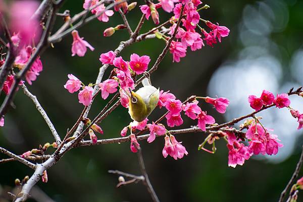 0303櫻花綠繡眼 0303櫻花綠繡眼