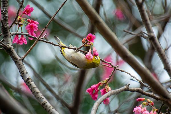 0303櫻花綠繡眼