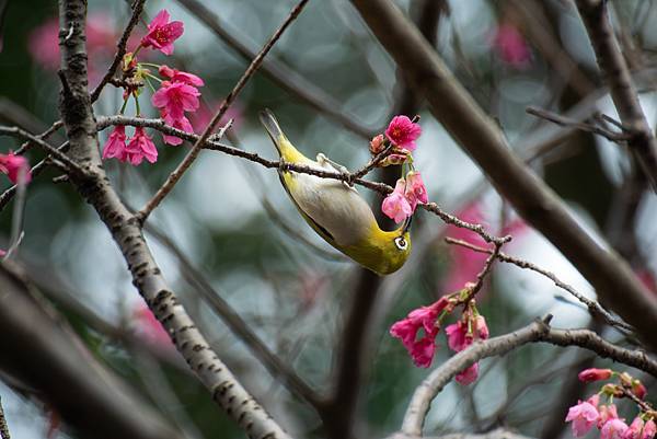 0303櫻花綠繡眼