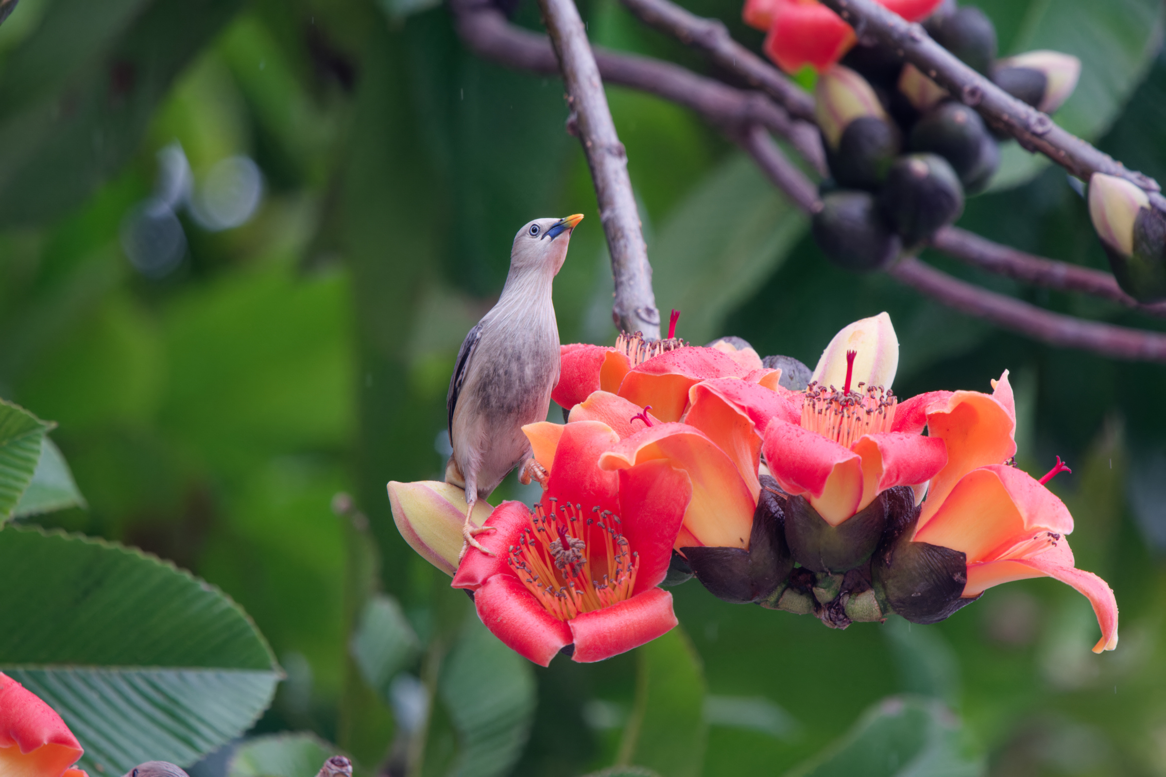 0315 春暖花開栗尾椋鳥