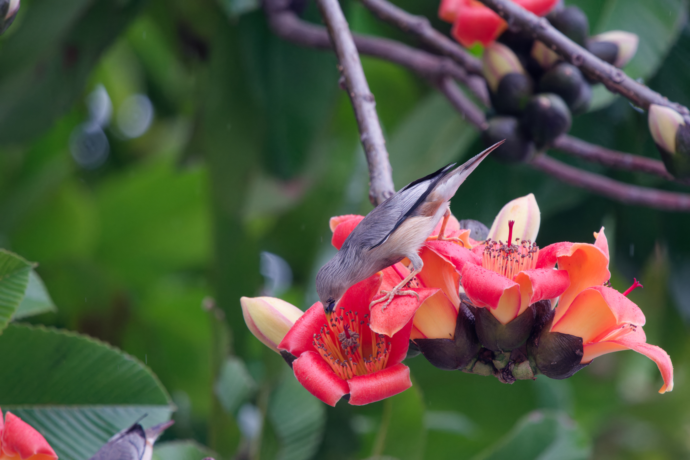 0315 春暖花開栗尾椋鳥