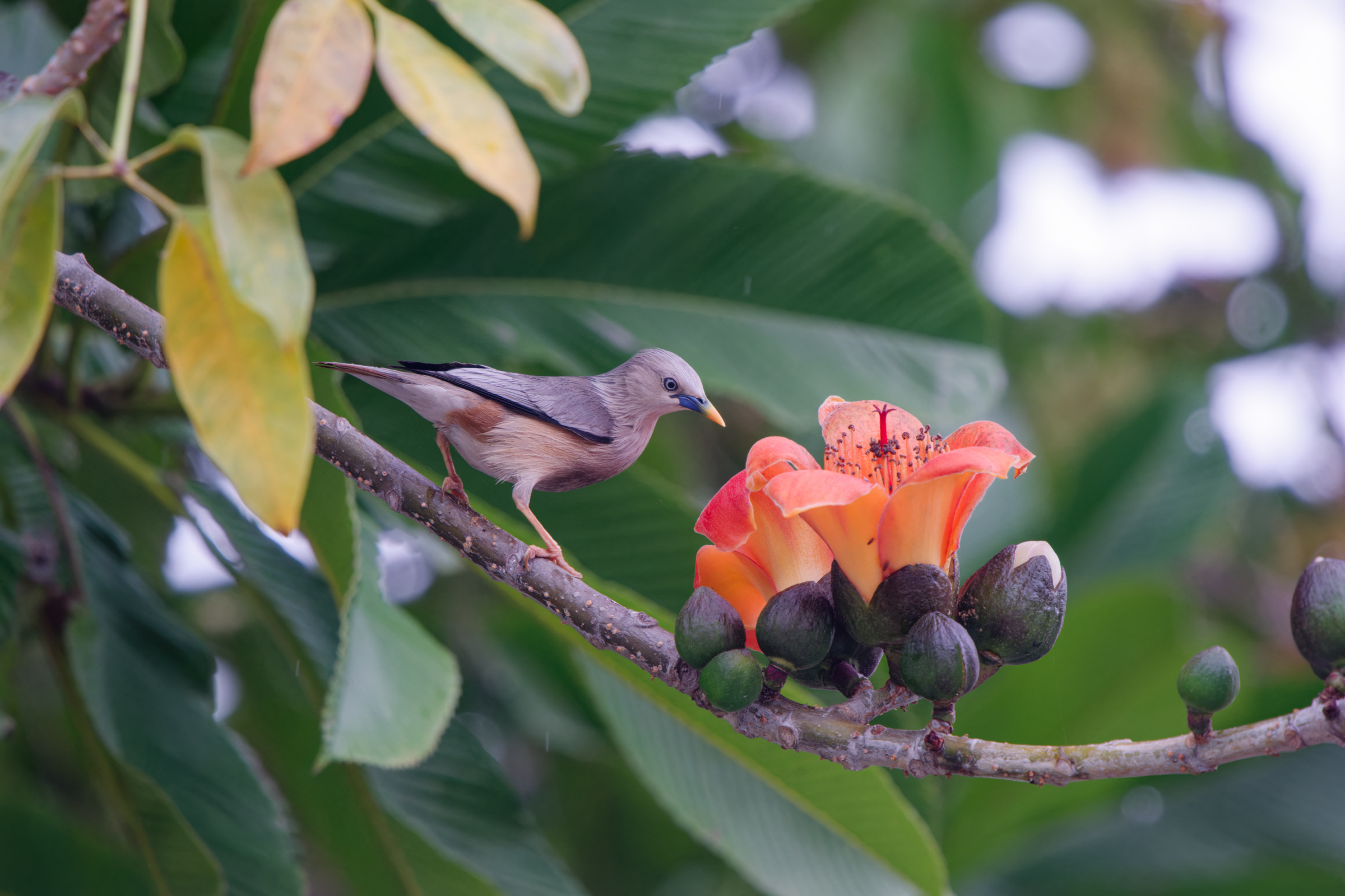0315 春暖花開栗尾椋鳥 0315 春暖花開栗尾椋鳥