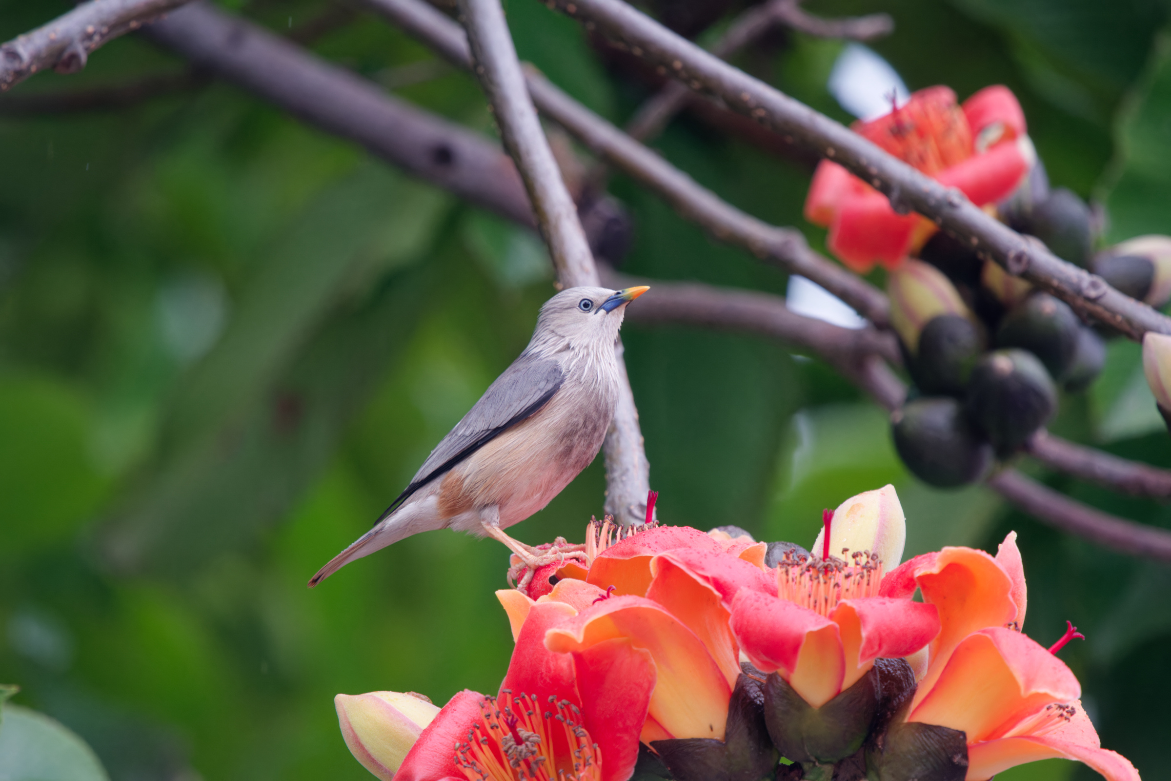 0315 春暖花開栗尾椋鳥