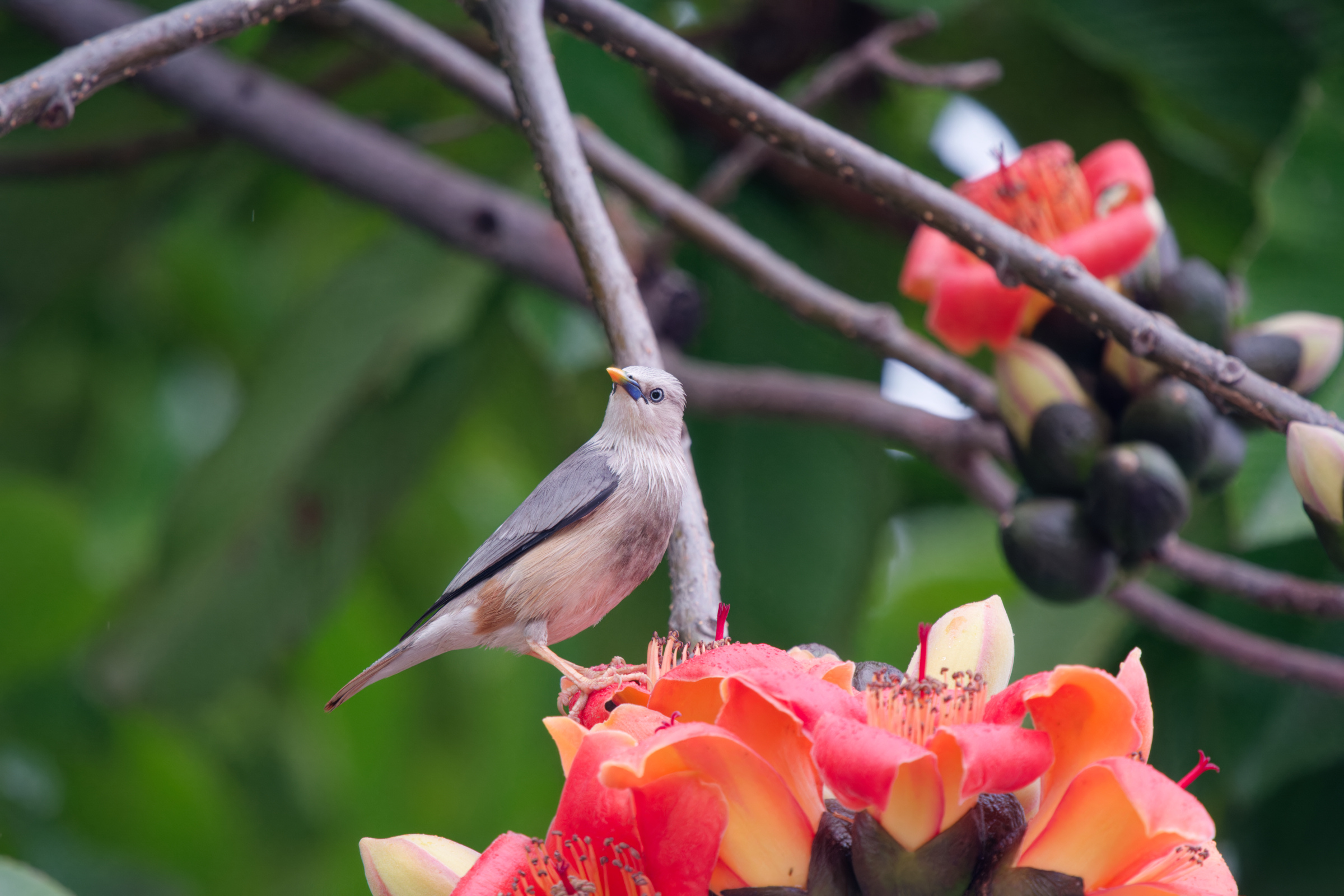 0315 春暖花開栗尾椋鳥