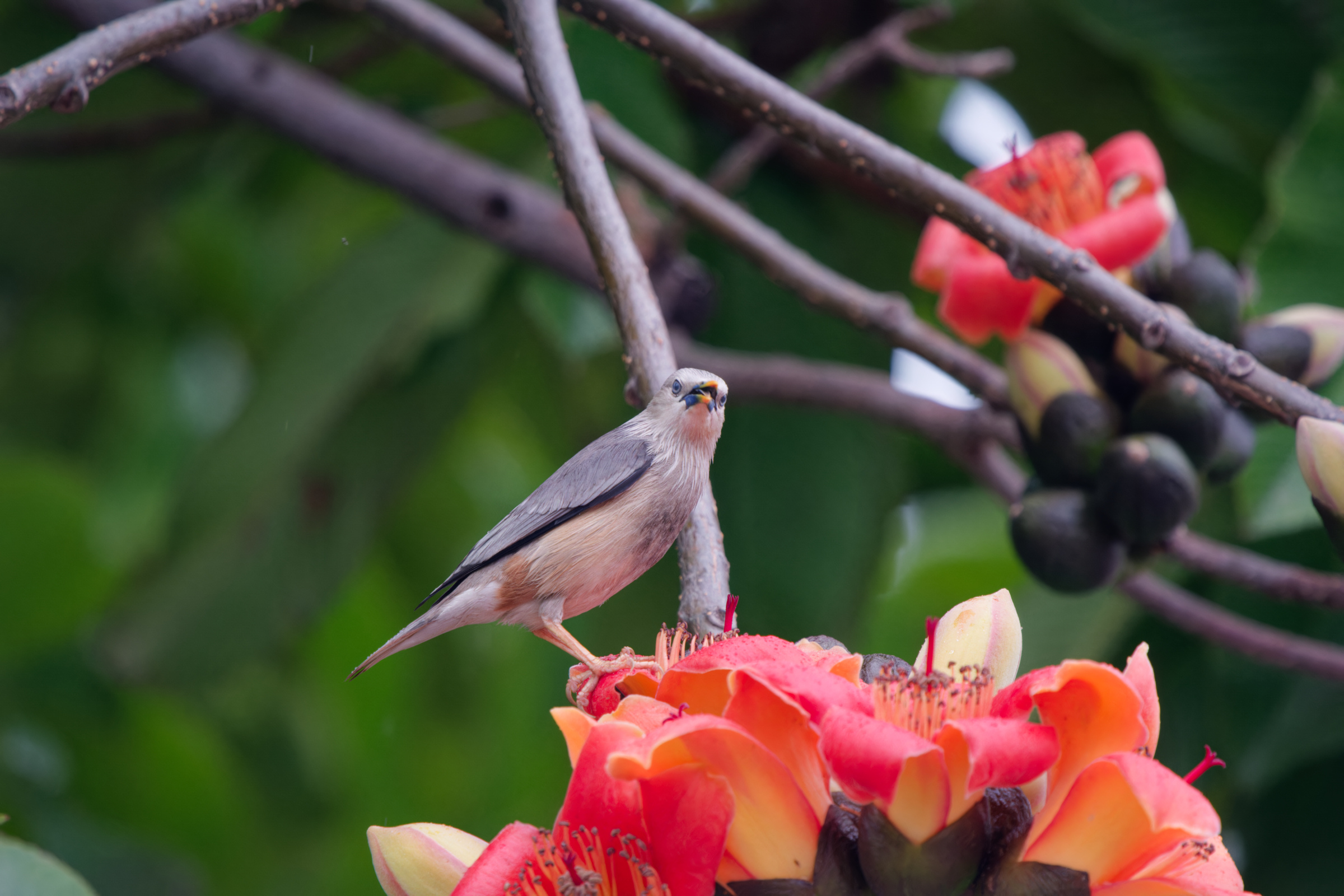 0315 春暖花開栗尾椋鳥
