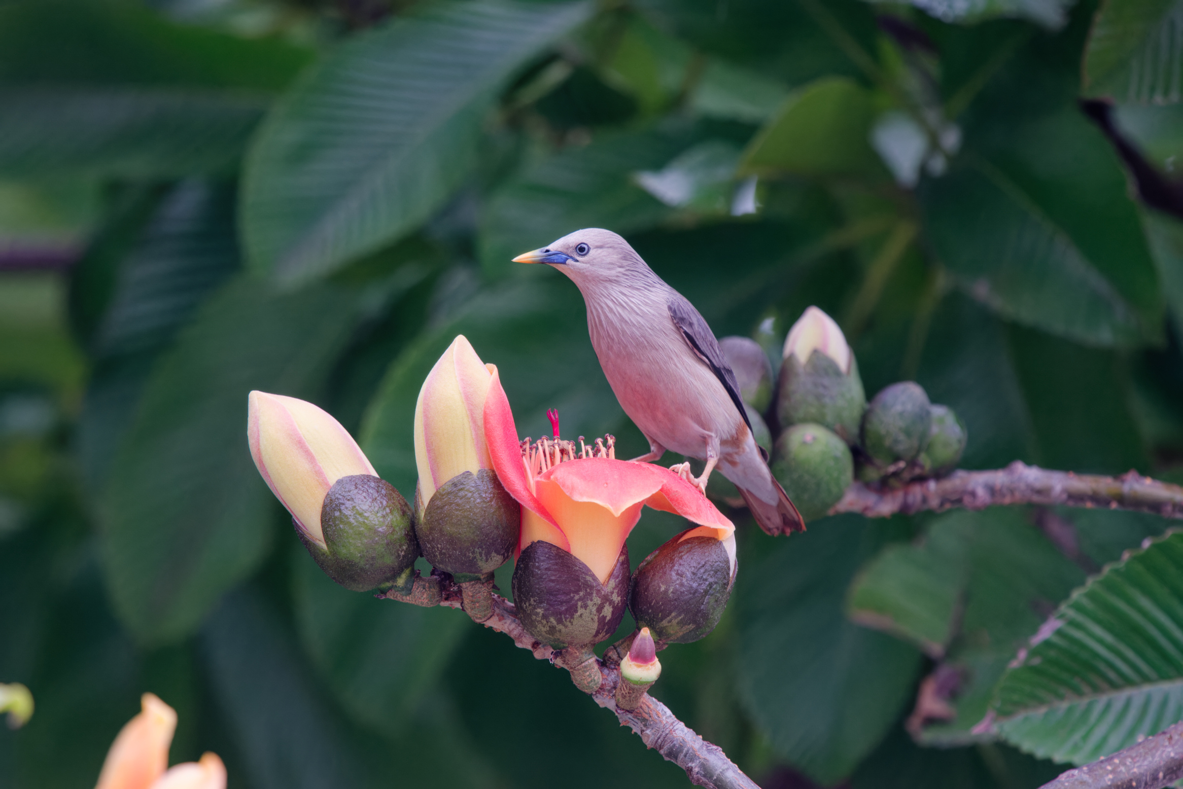 0315 春暖花開栗尾椋鳥