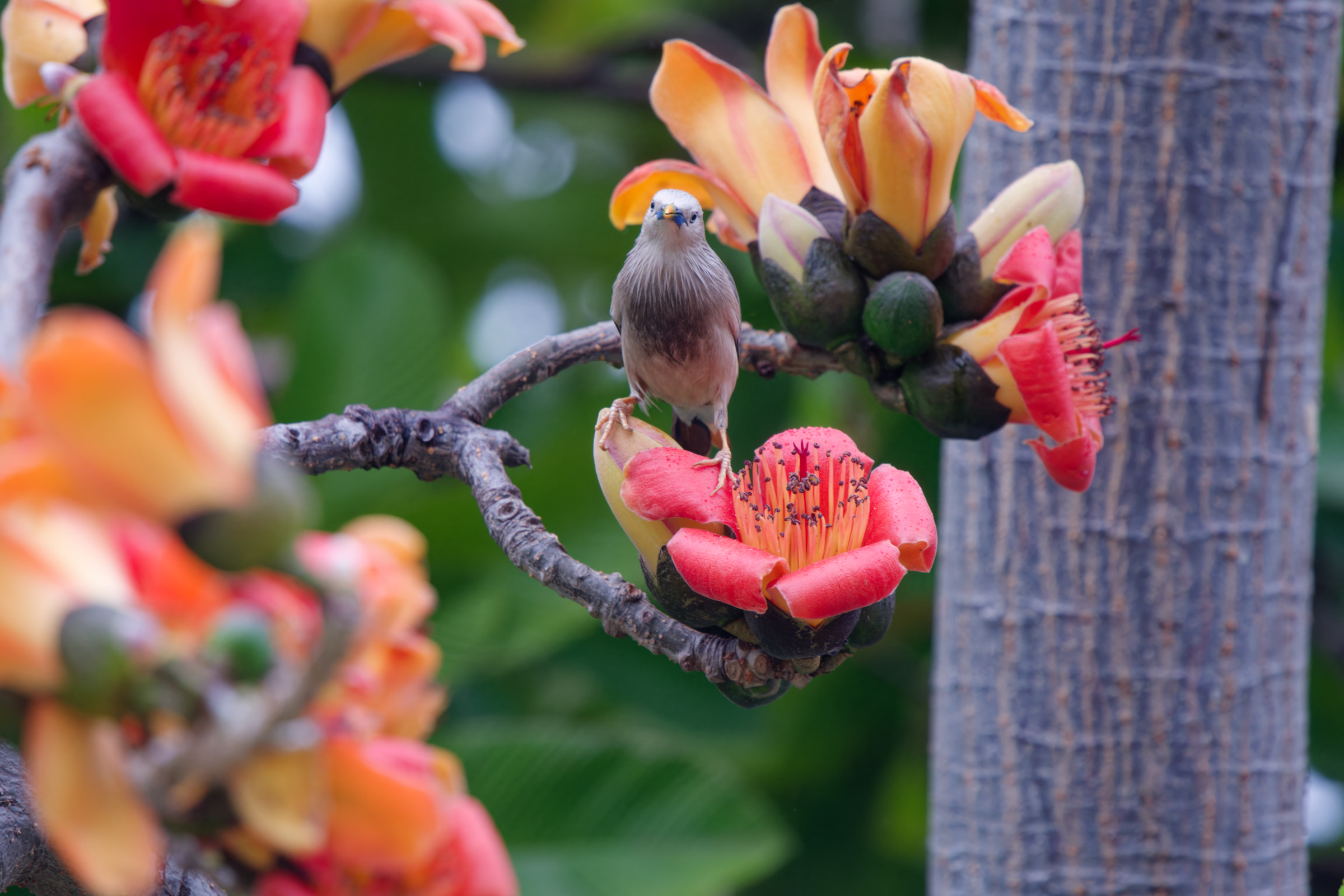 0315 春暖花開栗尾椋鳥