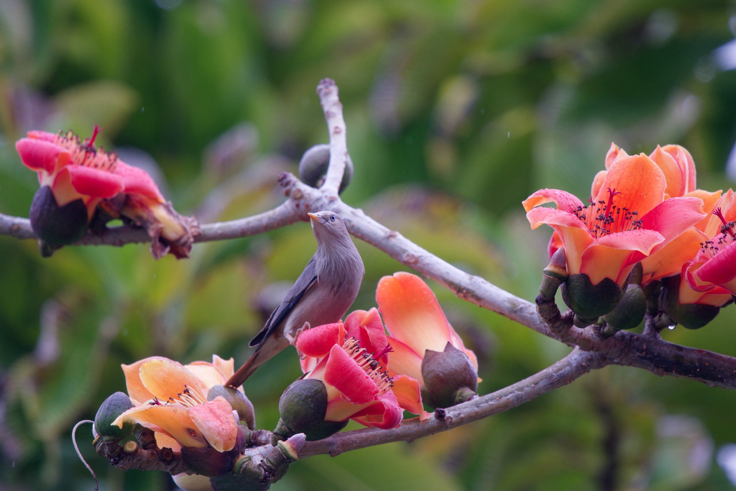 0315 春暖花開栗尾椋鳥