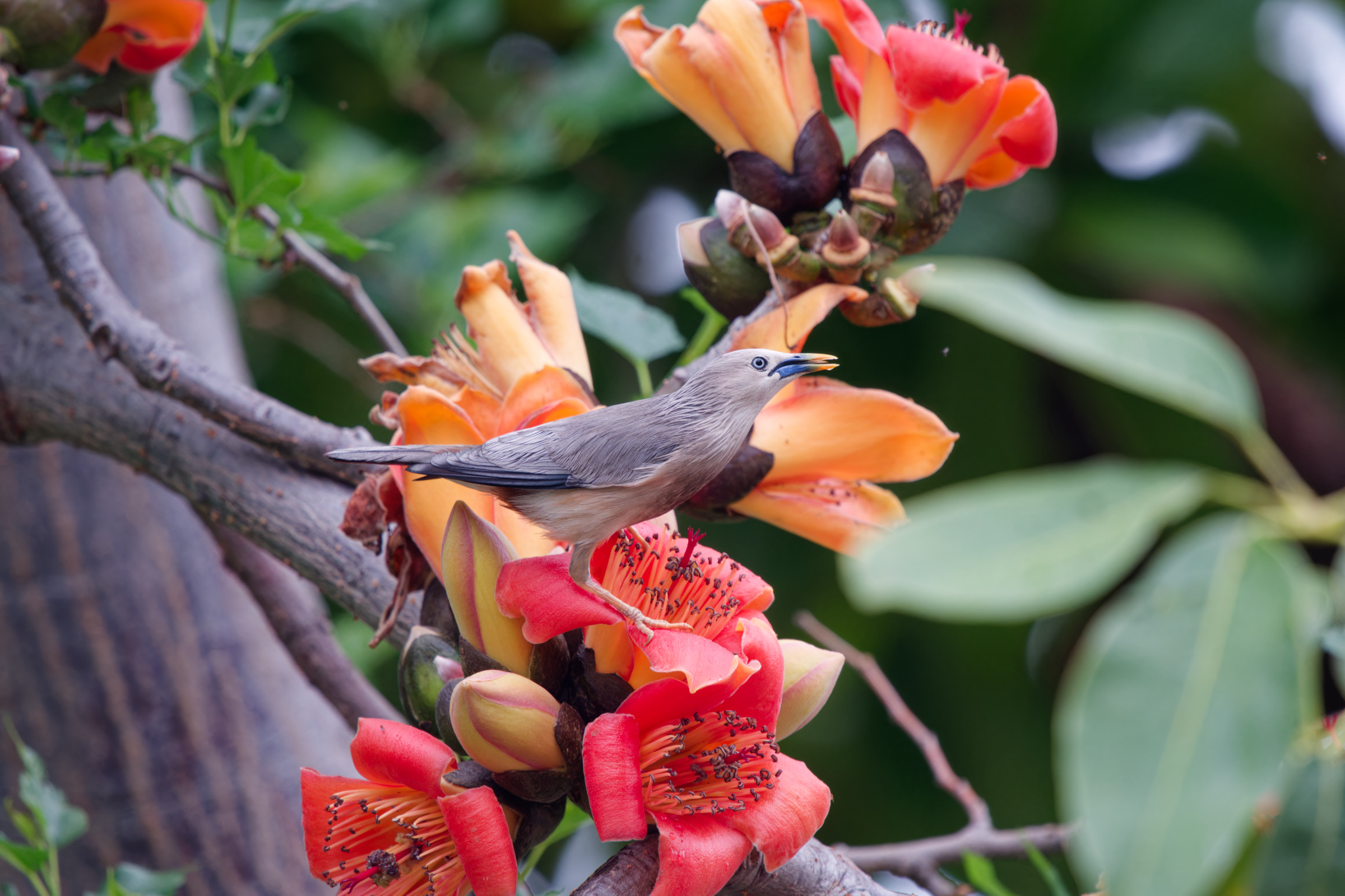 0315 春暖花開栗尾椋鳥