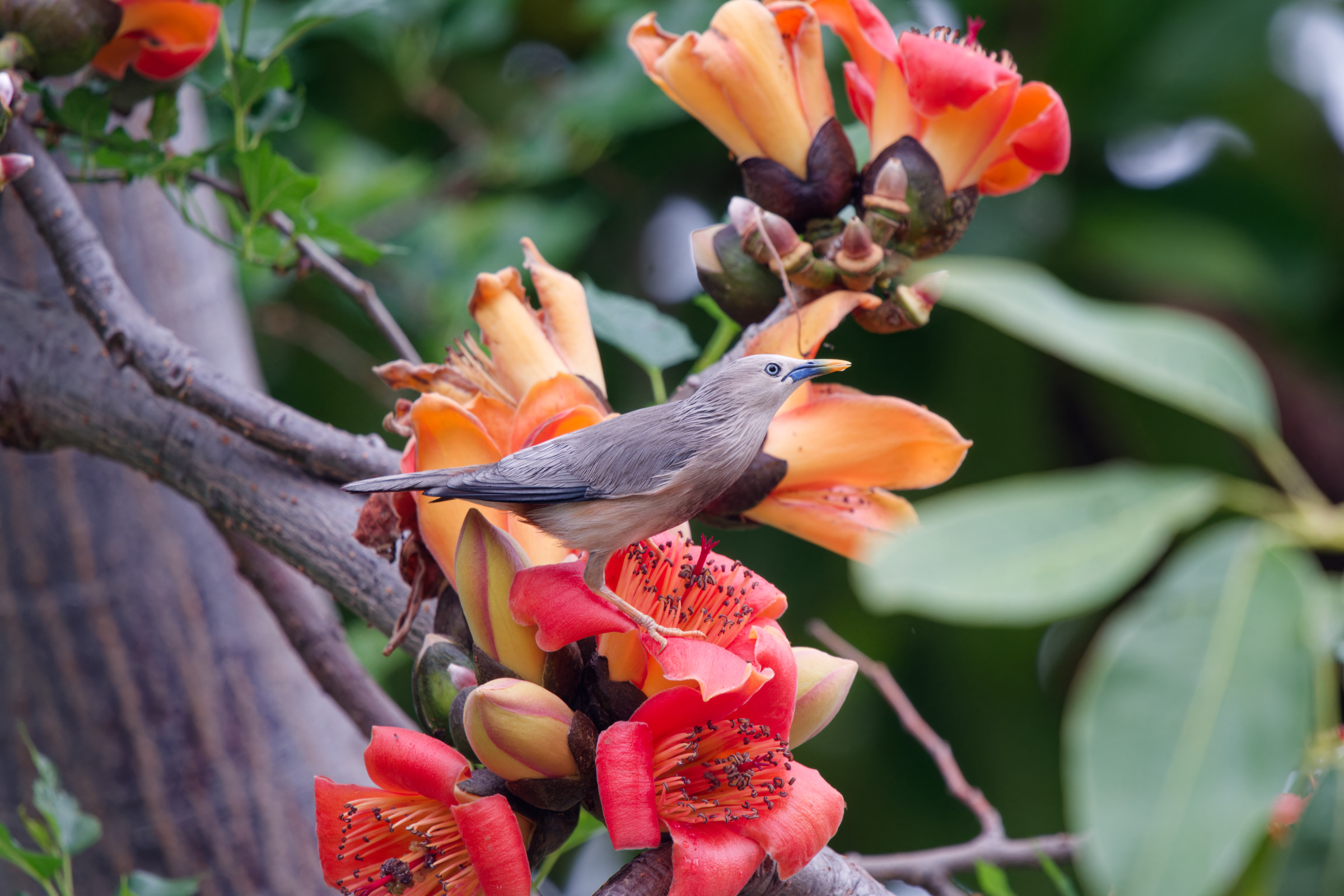 0315 春暖花開栗尾椋鳥