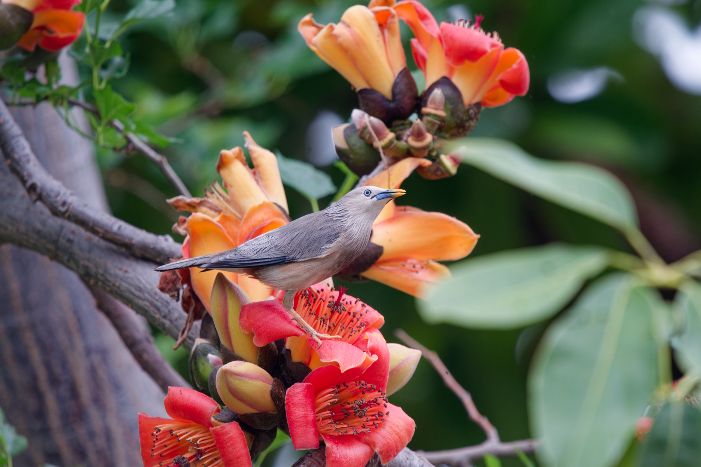 0315 春暖花開栗尾椋鳥