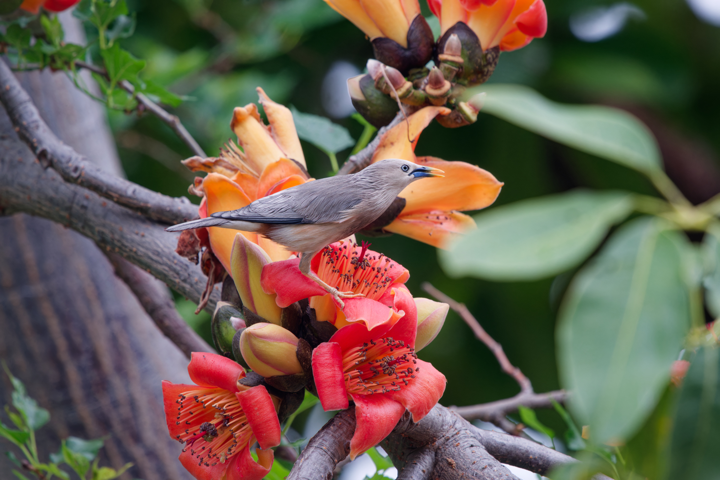 0315 春暖花開栗尾椋鳥