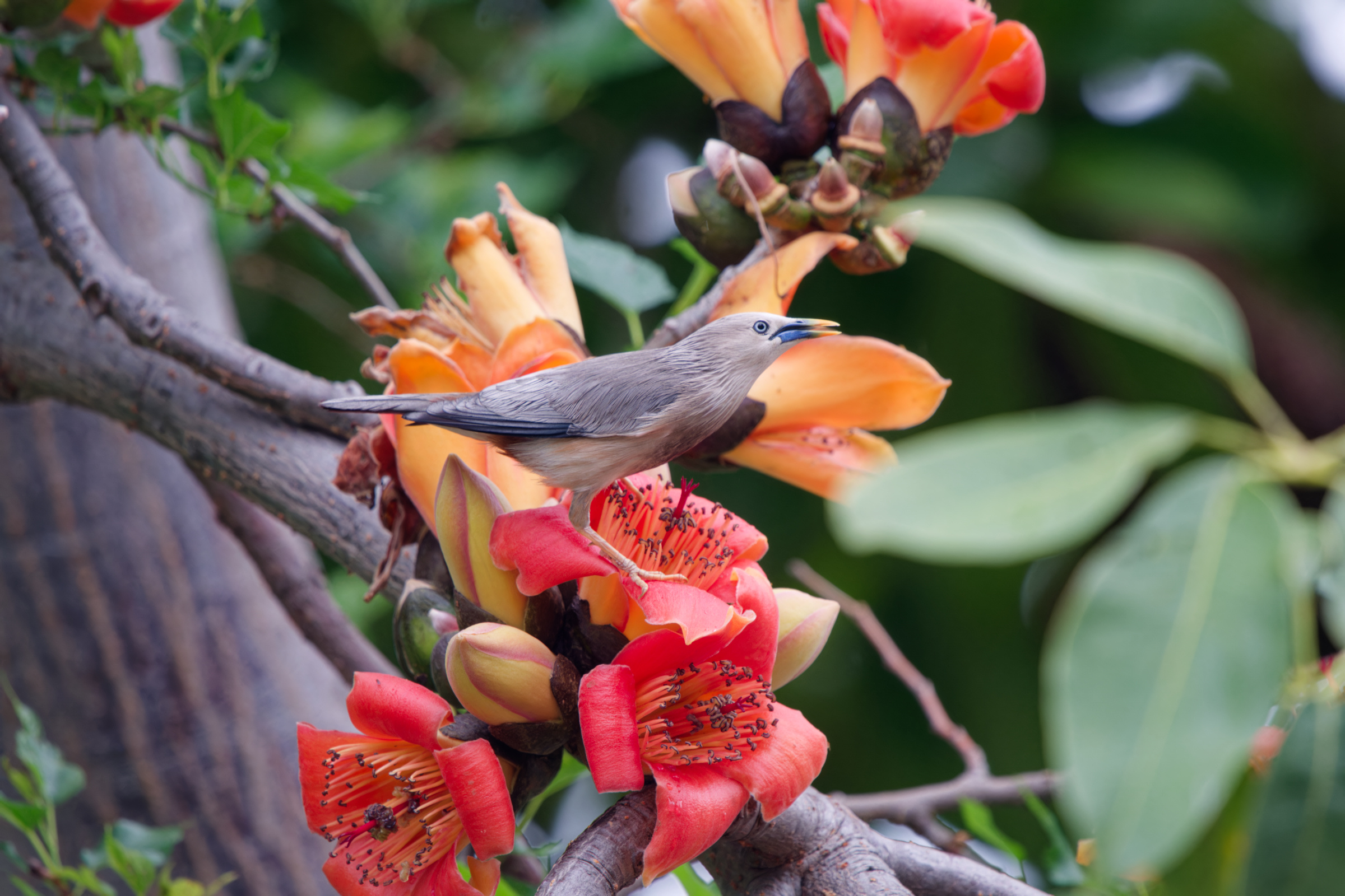 0315 春暖花開栗尾椋鳥