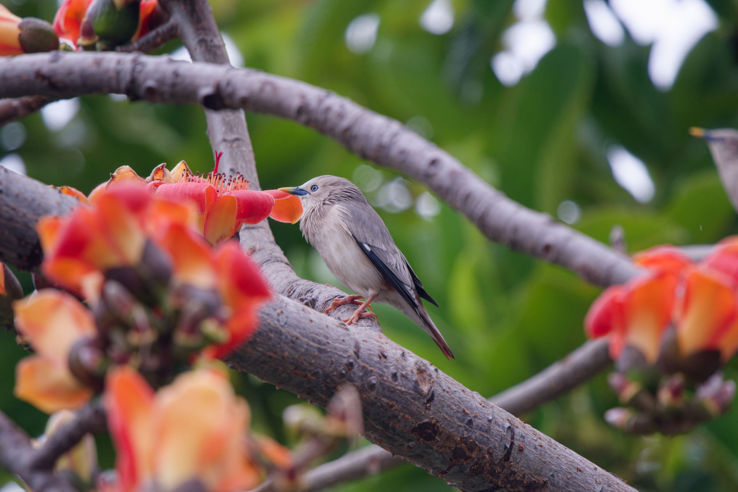 0315 春暖花開栗尾椋鳥
