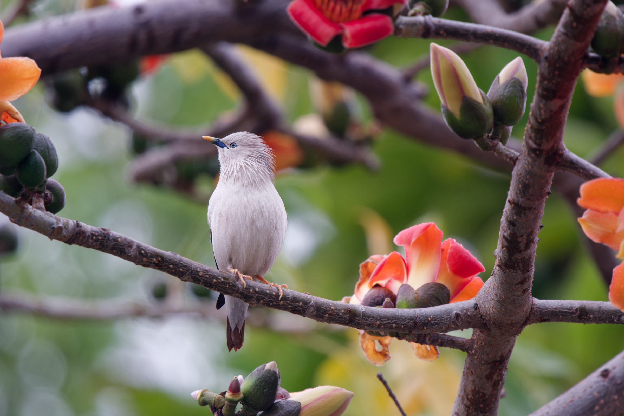 0315 春暖花開栗尾椋鳥