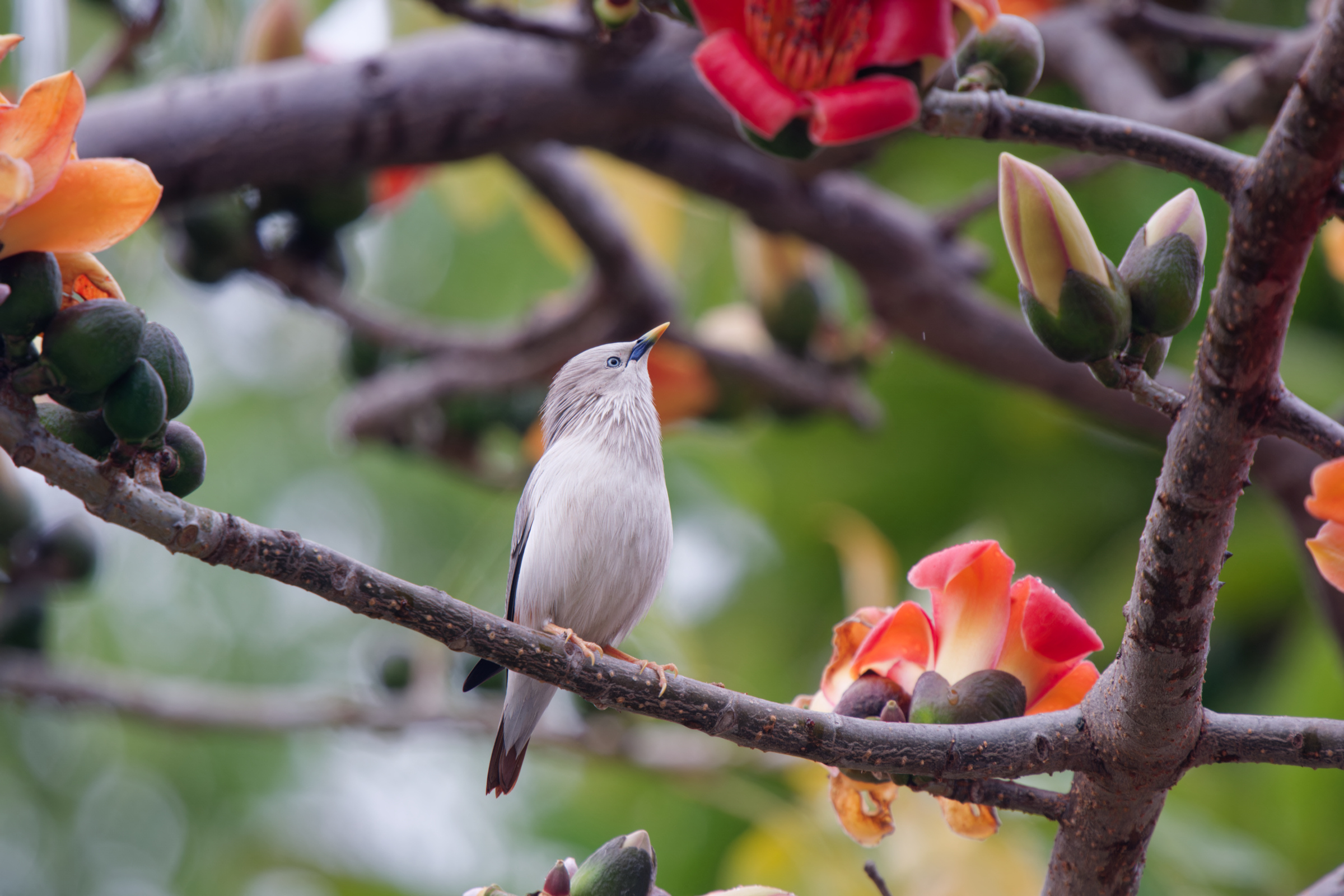 0315 春暖花開栗尾椋鳥