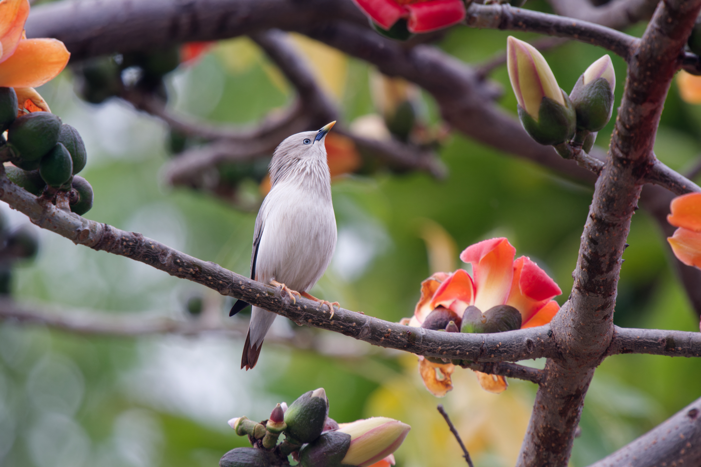 0315 春暖花開栗尾椋鳥