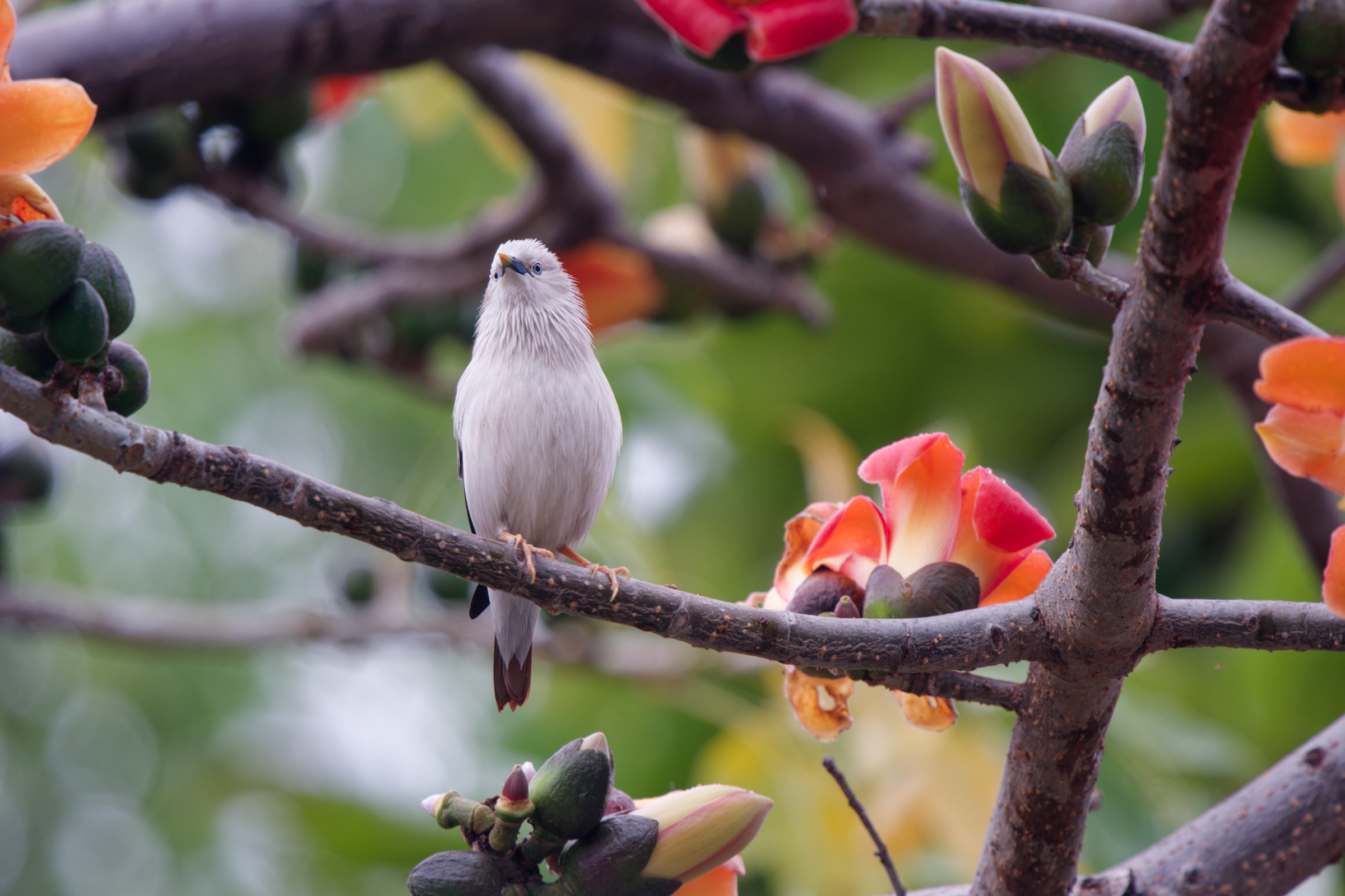 0315 春暖花開栗尾椋鳥