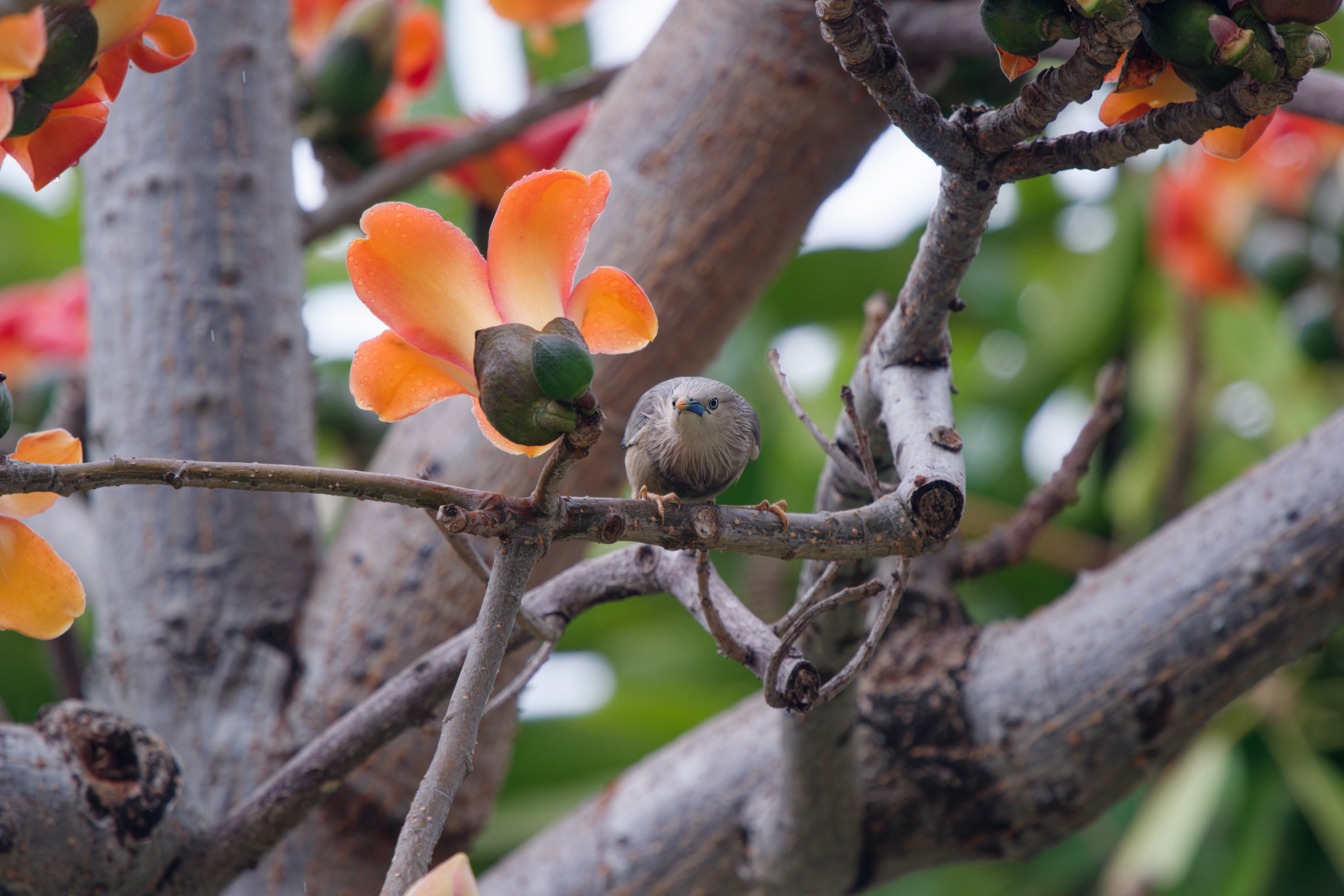 0315 春暖花開栗尾椋鳥