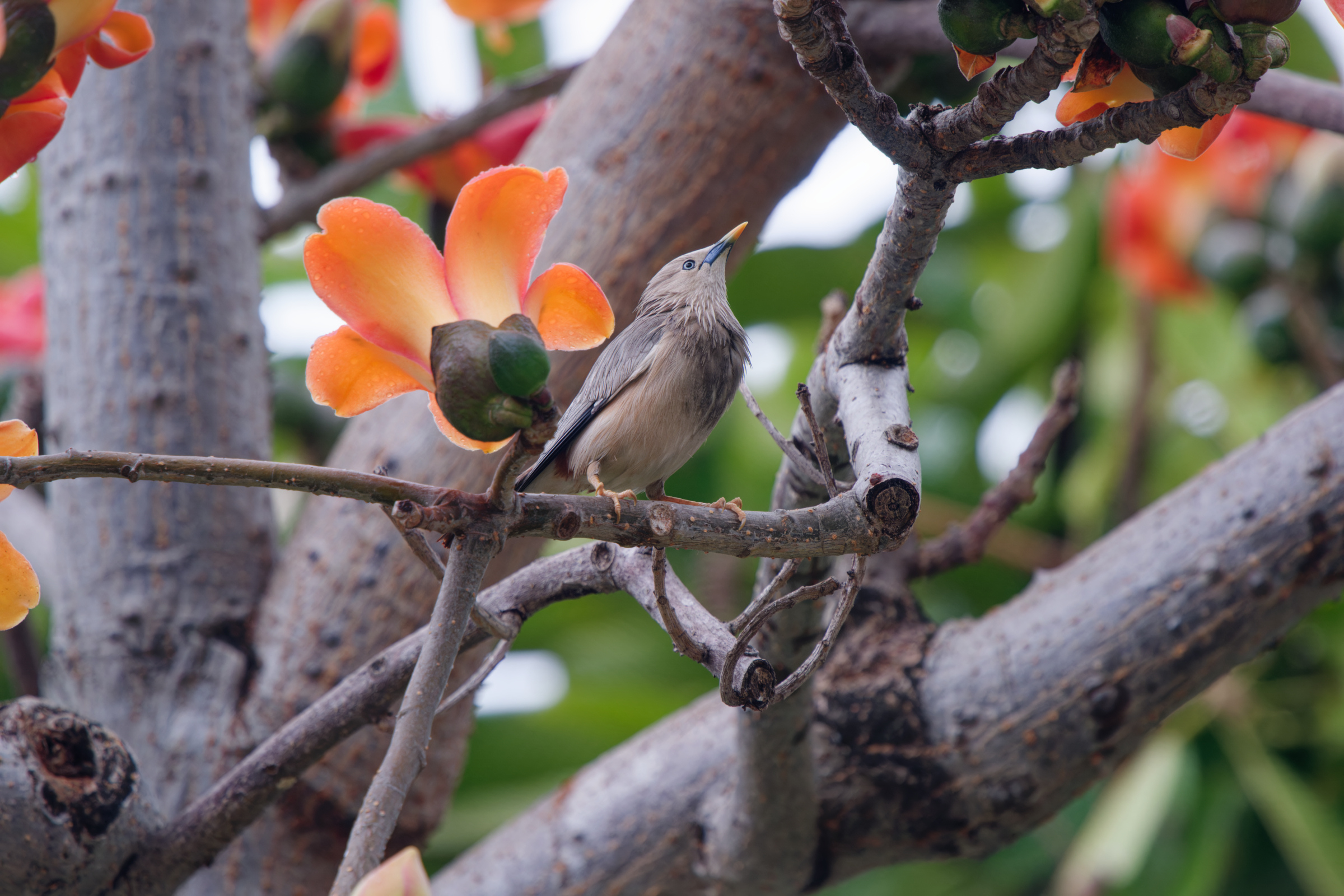 0315 春暖花開栗尾椋鳥