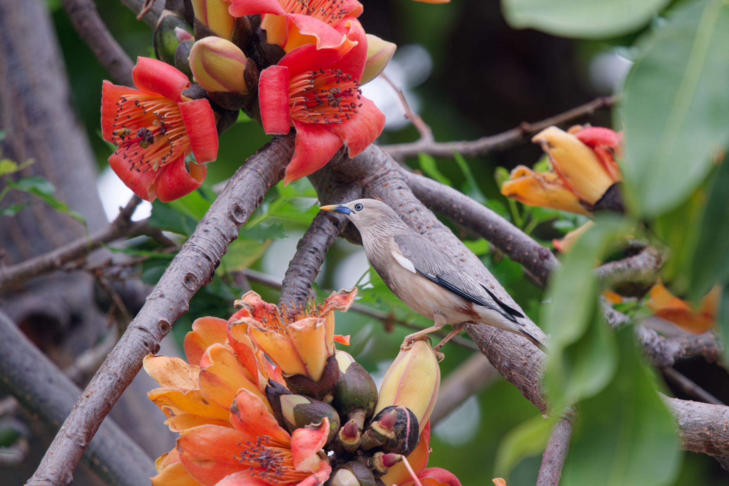0315 春暖花開栗尾椋鳥