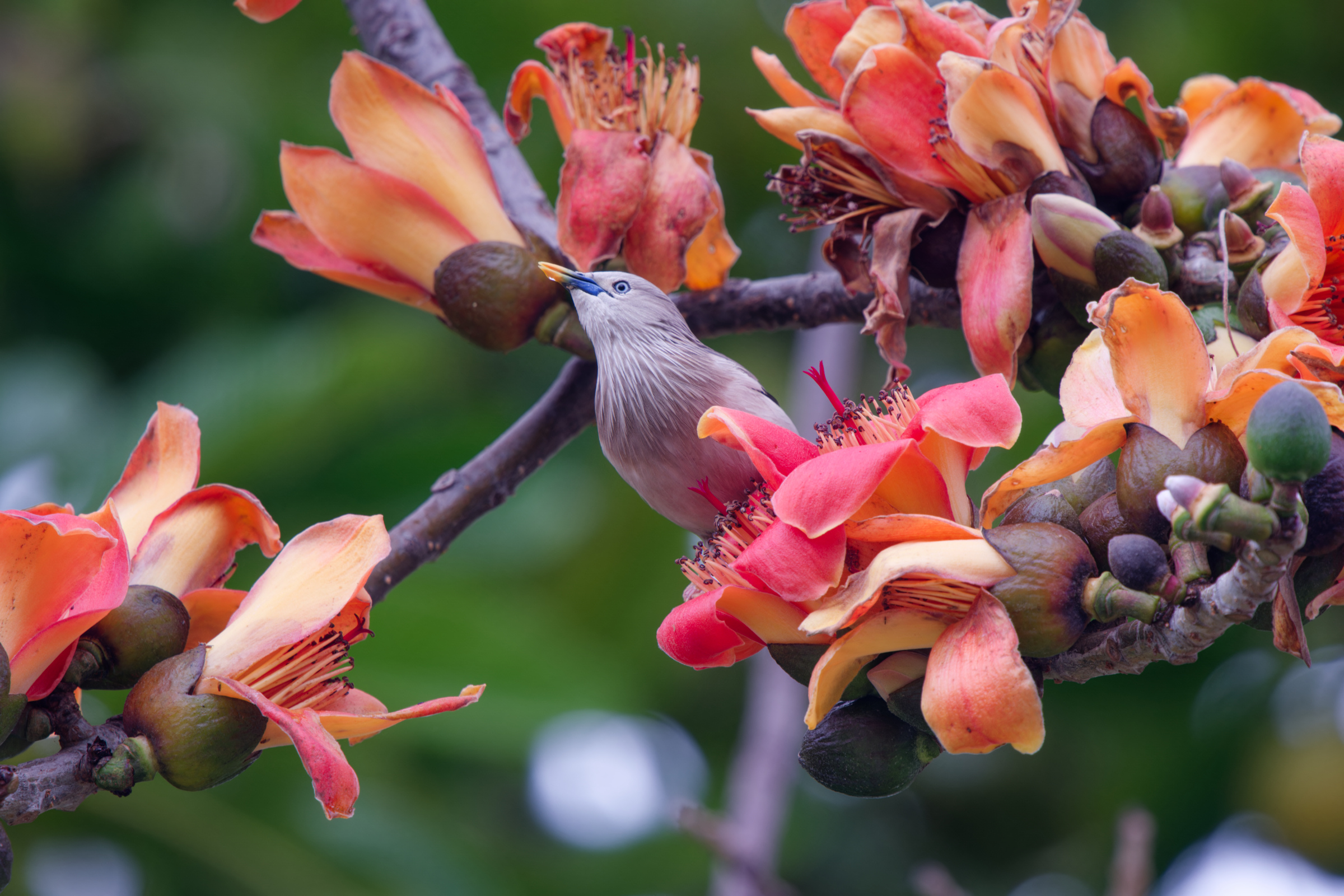 0315 春暖花開栗尾椋鳥