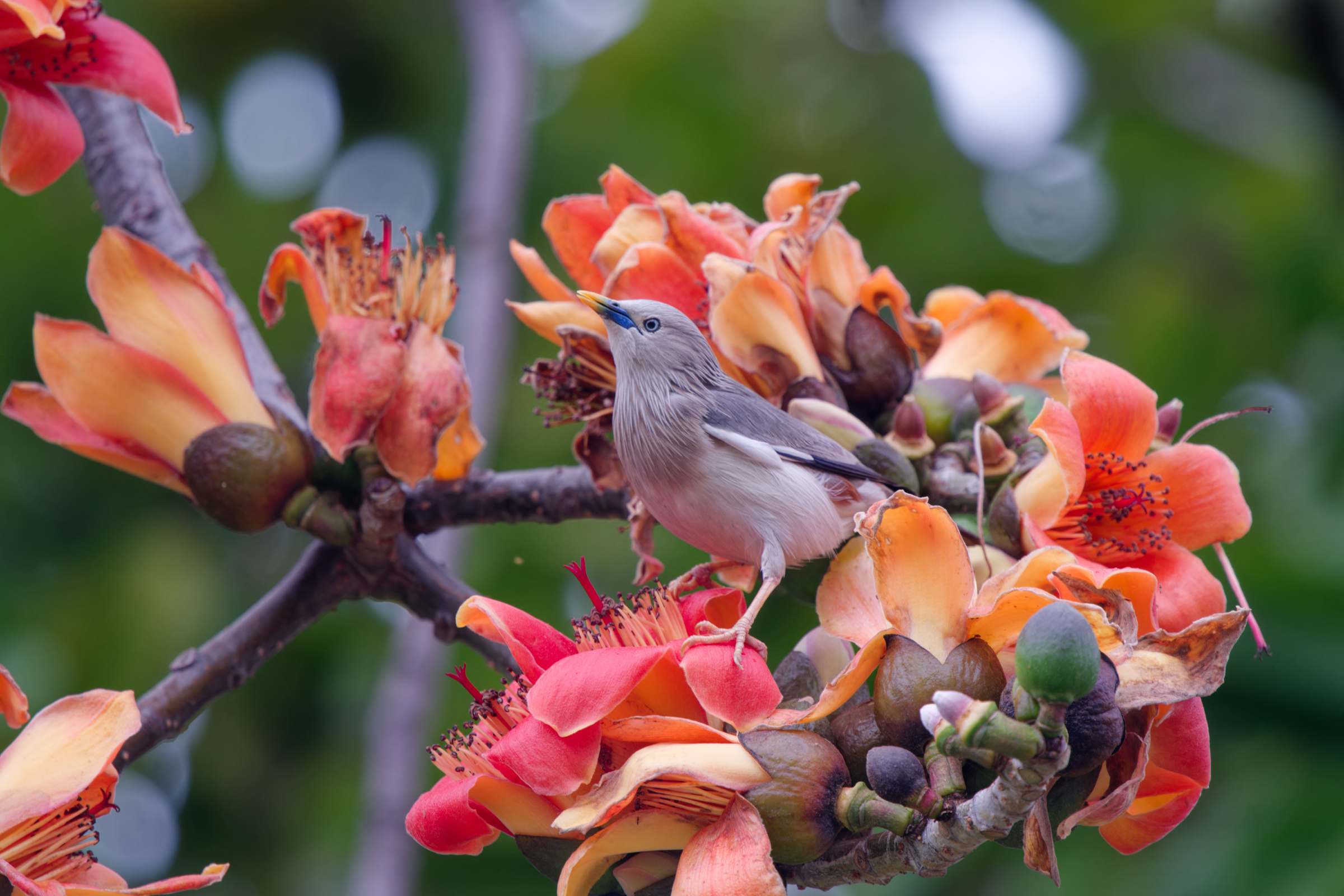 0315 春暖花開栗尾椋鳥