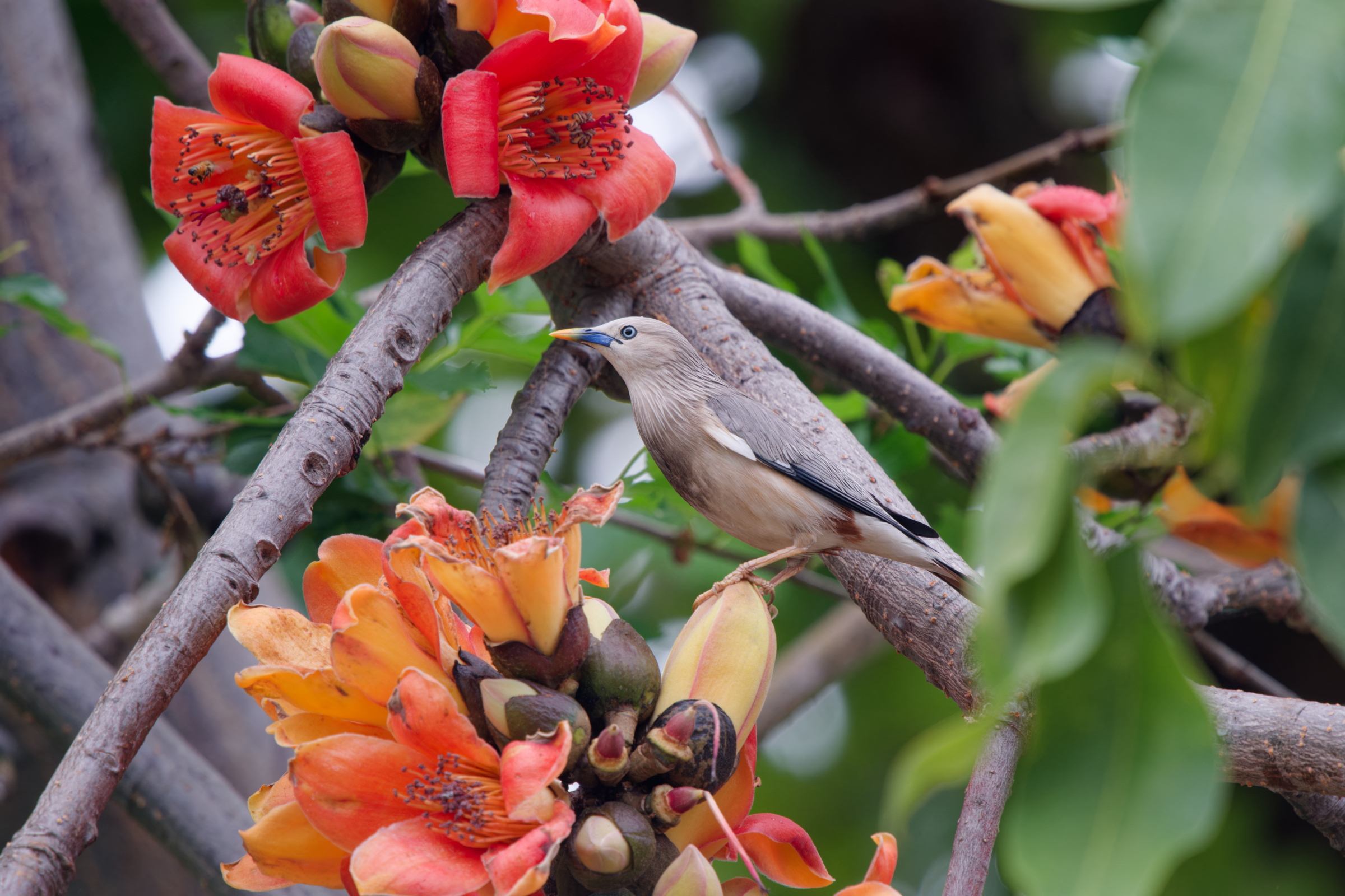 0315 春暖花開栗尾椋鳥
