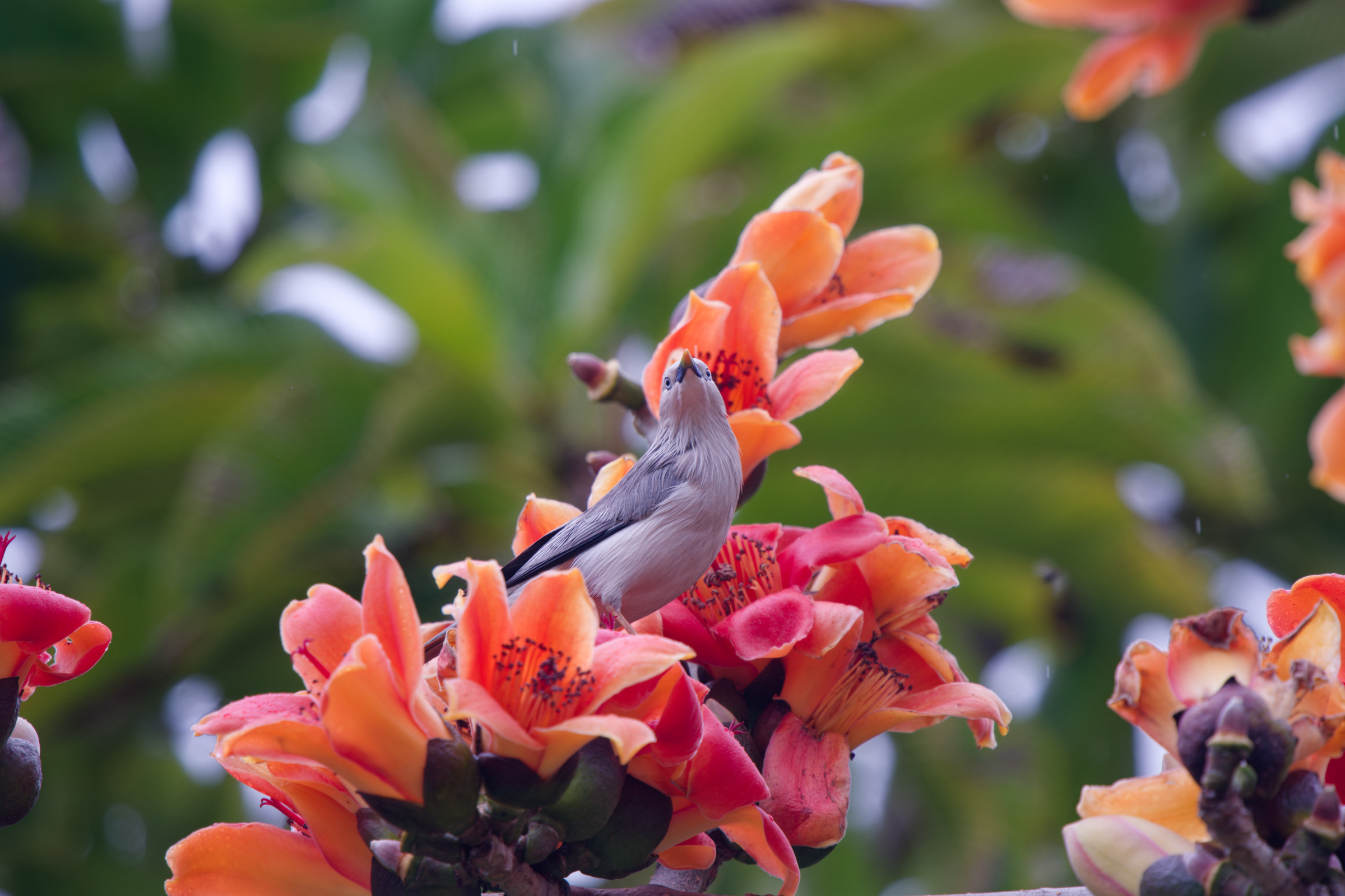 0315 春暖花開栗尾椋鳥