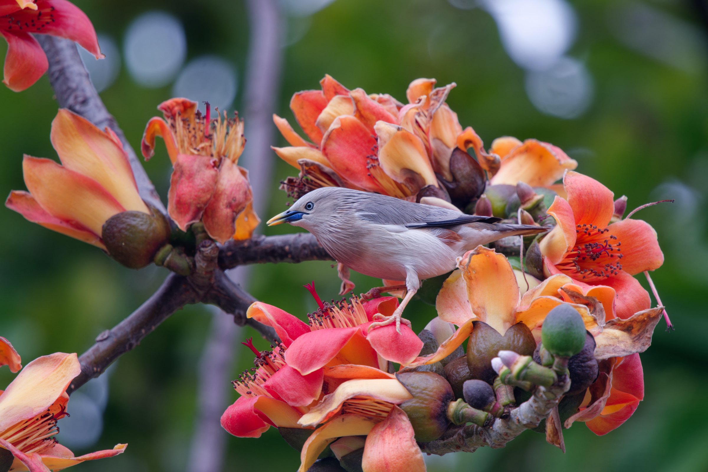0315 春暖花開栗尾椋鳥