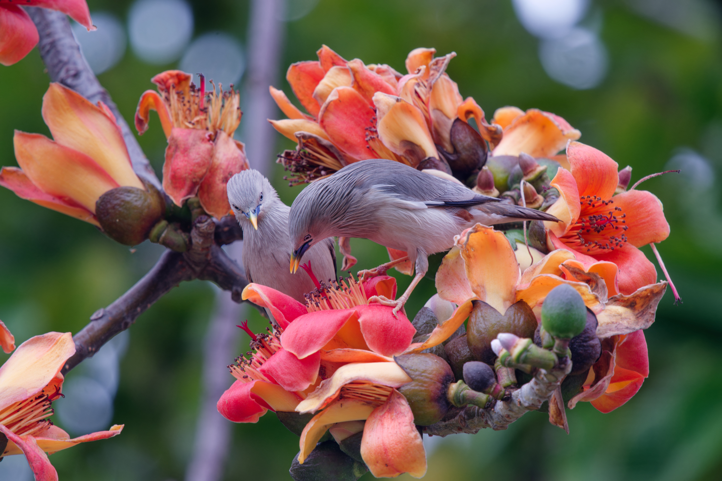 0315 春暖花開栗尾椋鳥