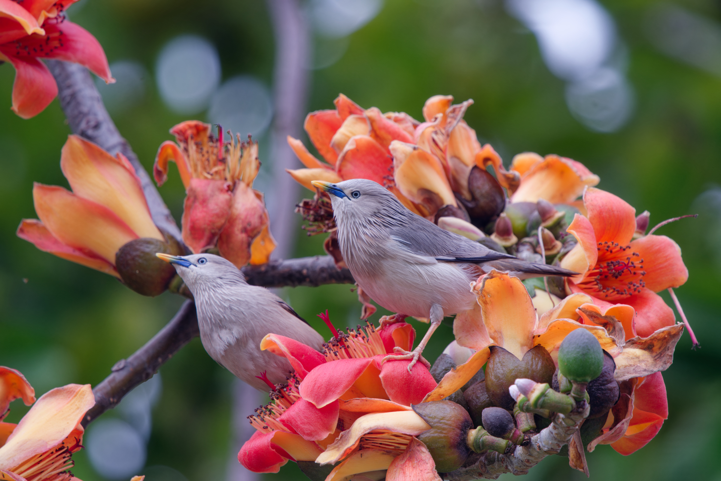 0315 春暖花開栗尾椋鳥
