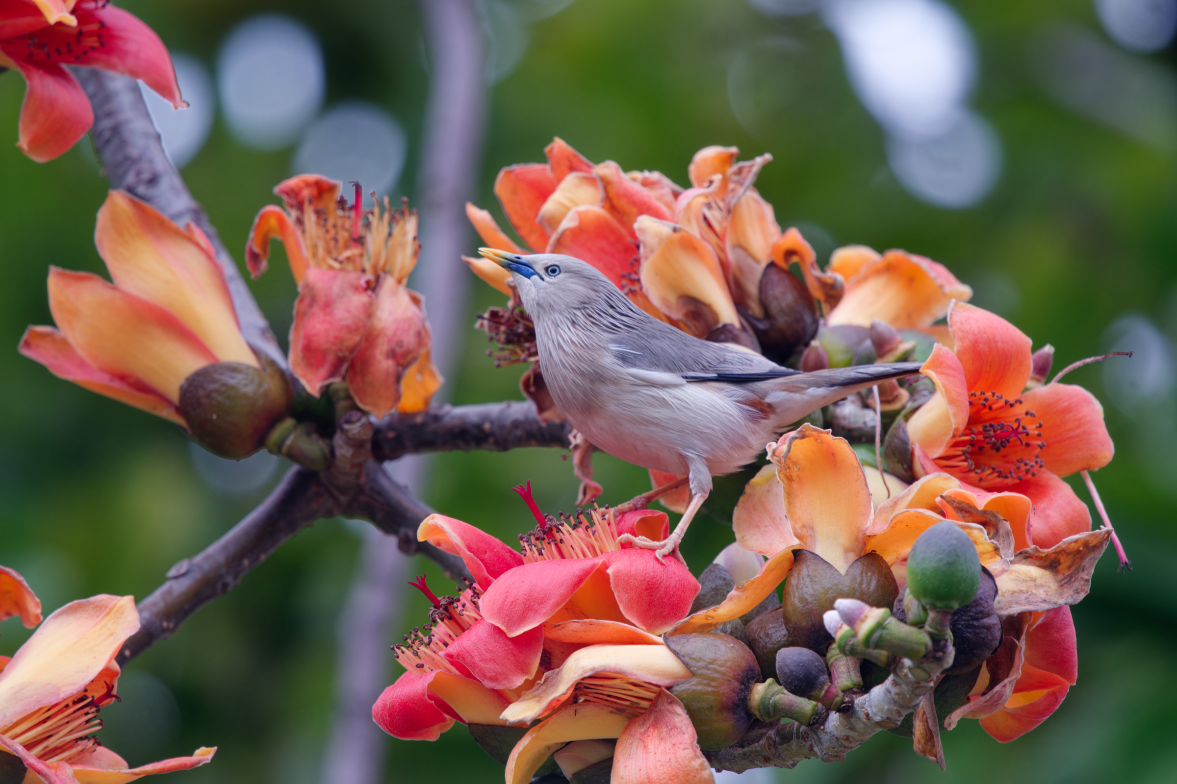 0315 春暖花開栗尾椋鳥
