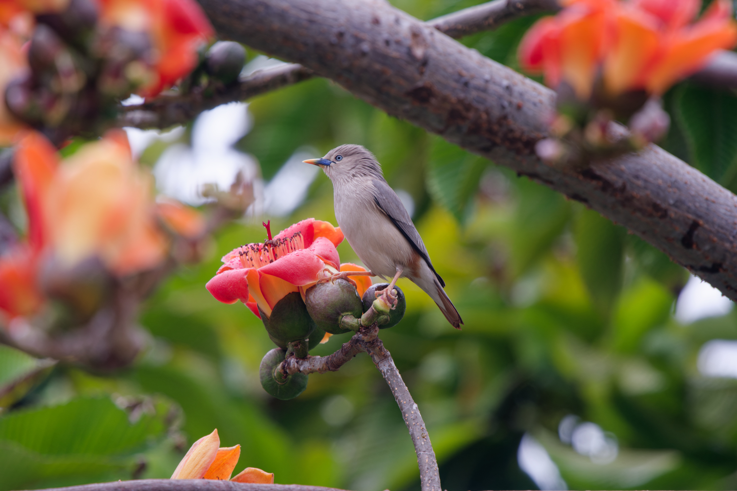 0315 春暖花開栗尾椋鳥
