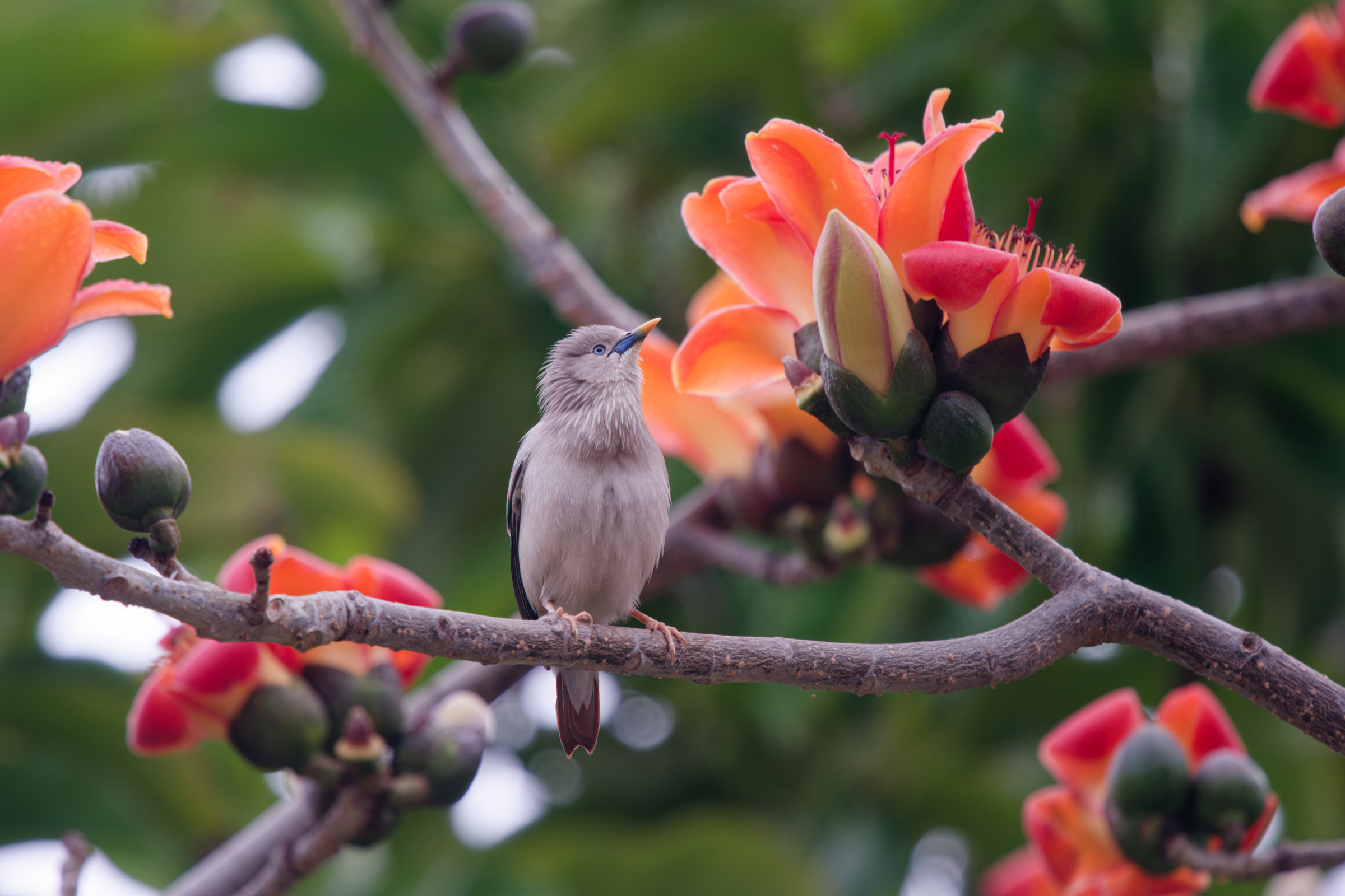 0315 春暖花開栗尾椋鳥