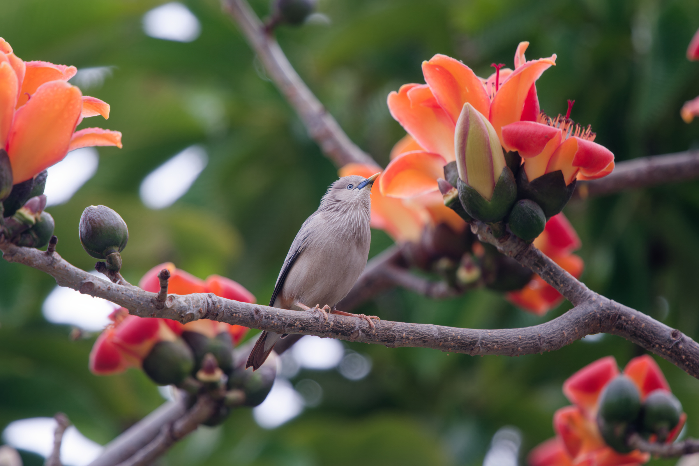 0315 春暖花開栗尾椋鳥