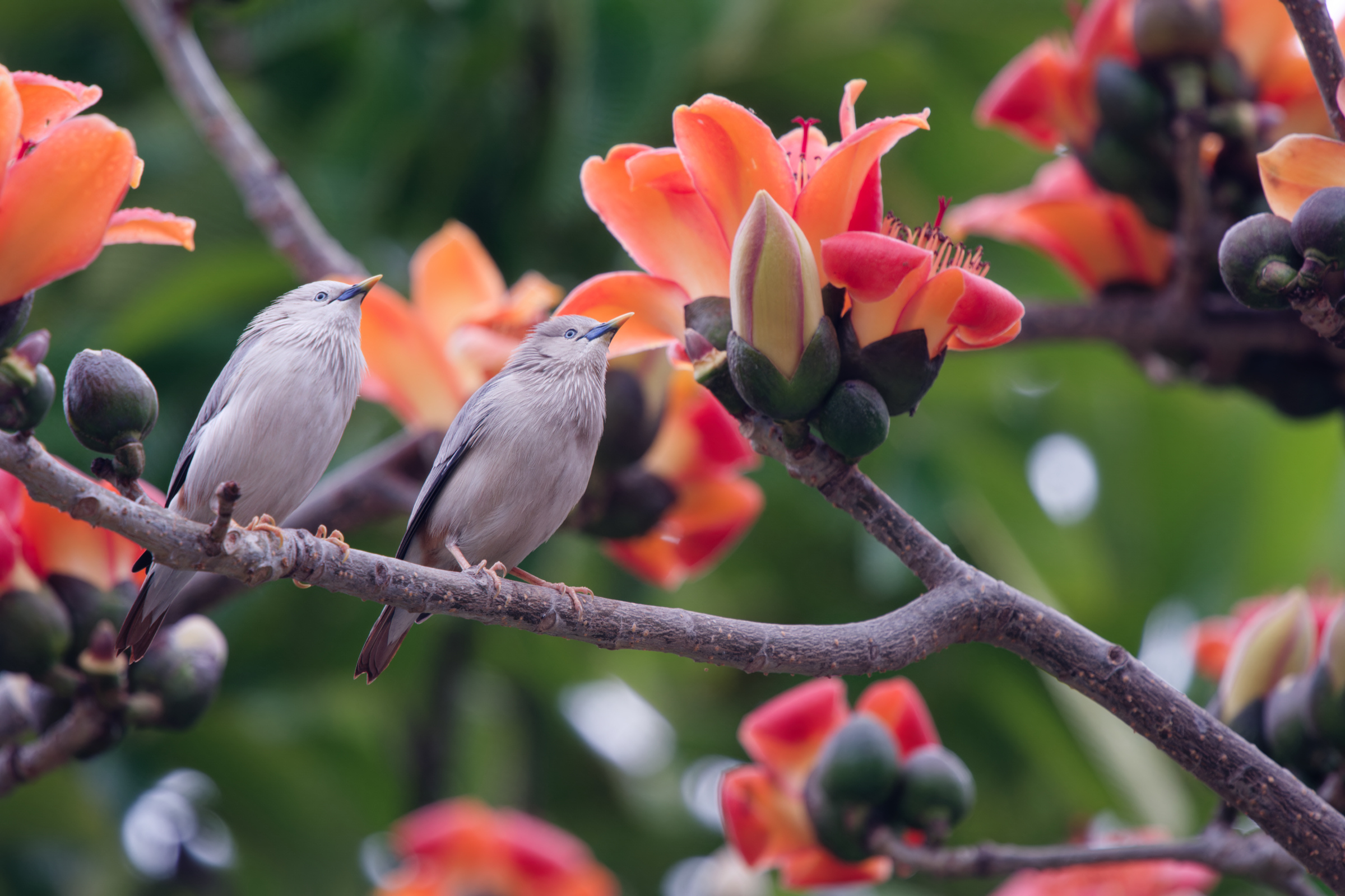 0315 春暖花開栗尾椋鳥