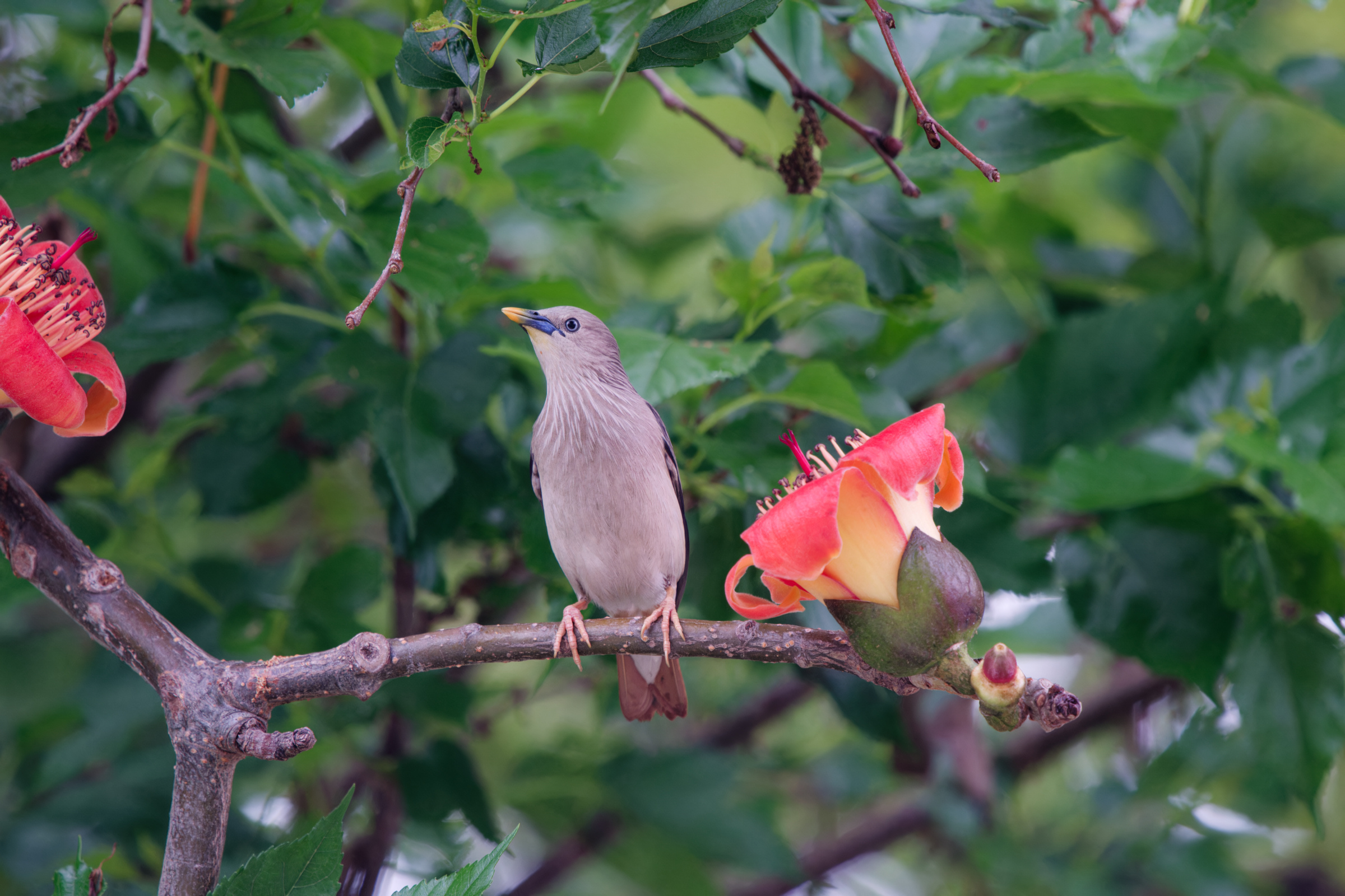 0315 春暖花開栗尾椋鳥